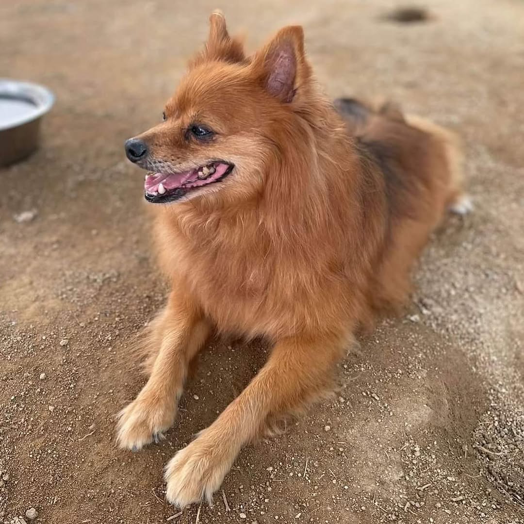 Chico 3