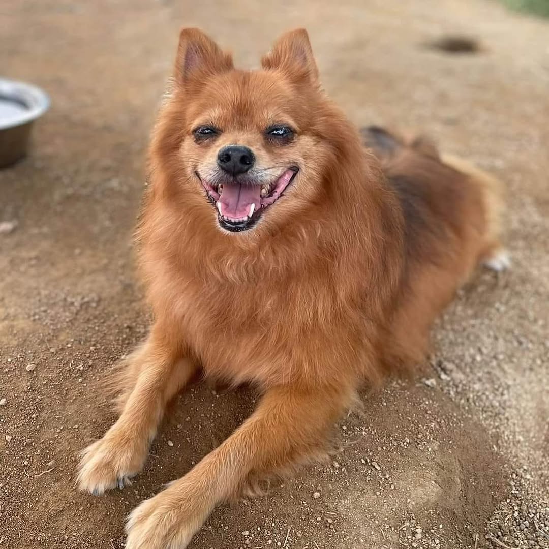 Chico