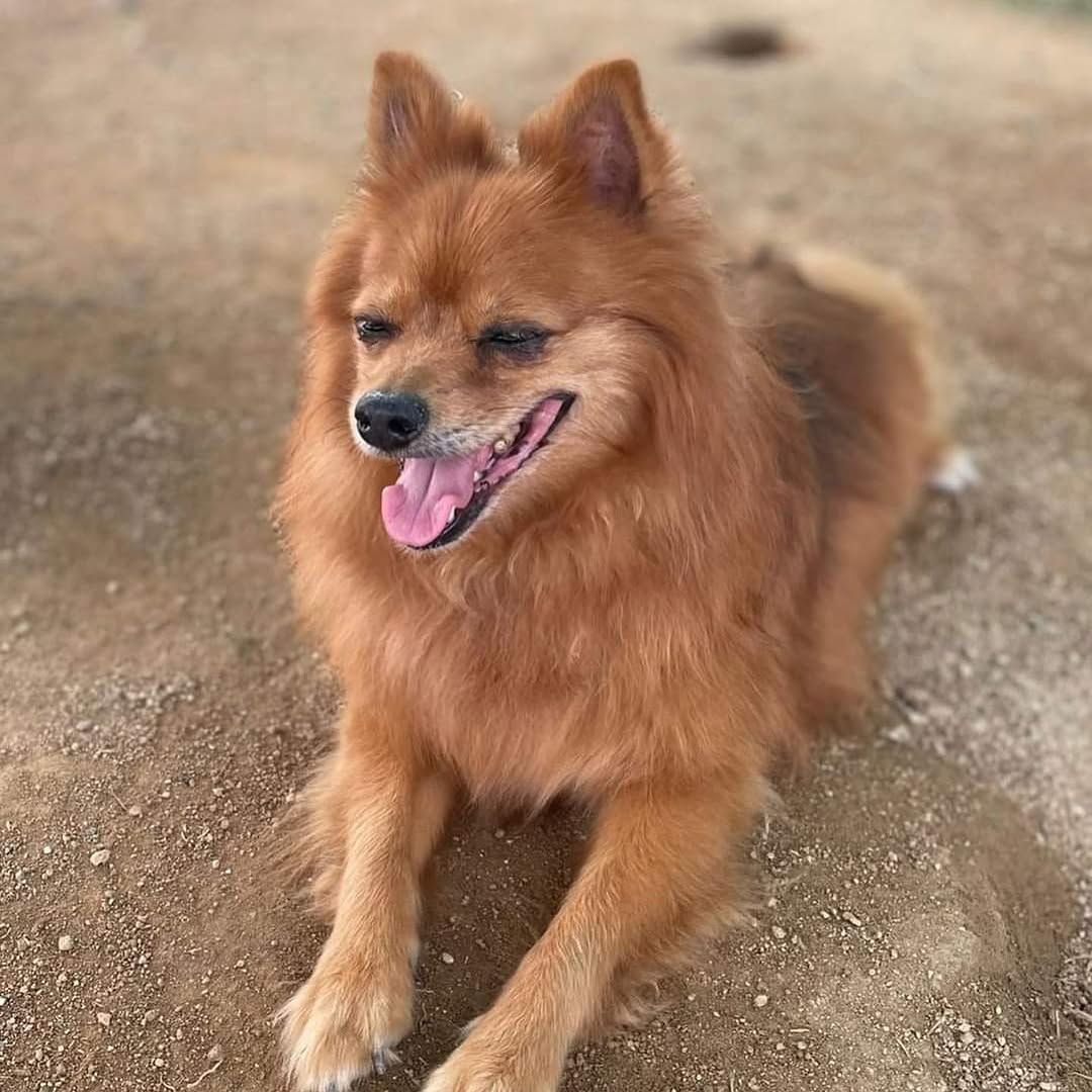 Chico 2