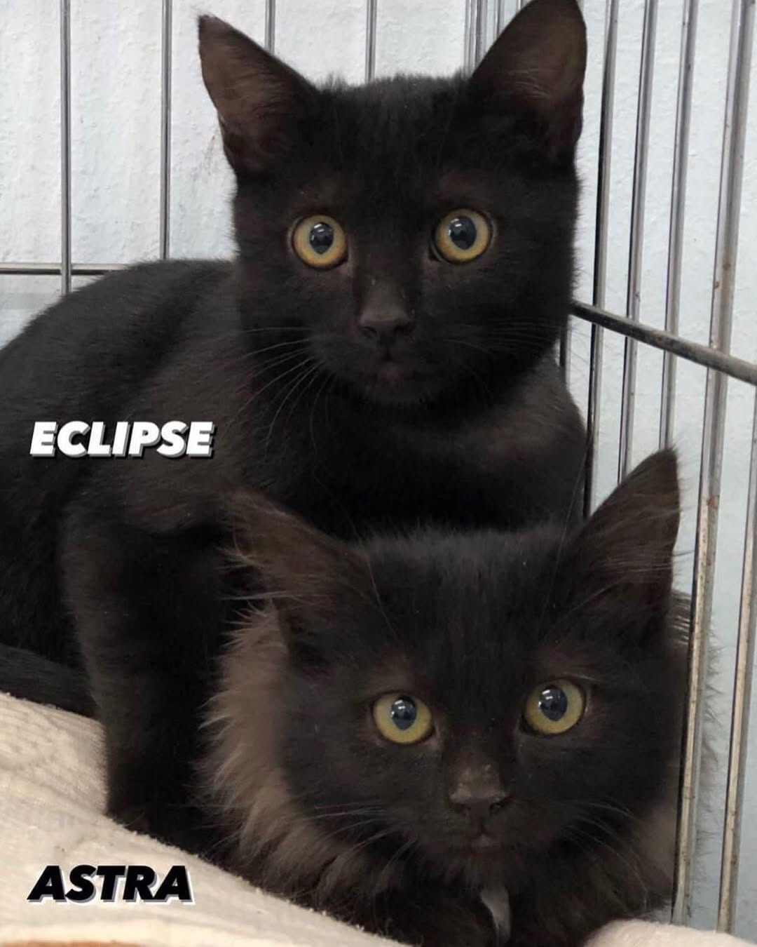 Eclipse