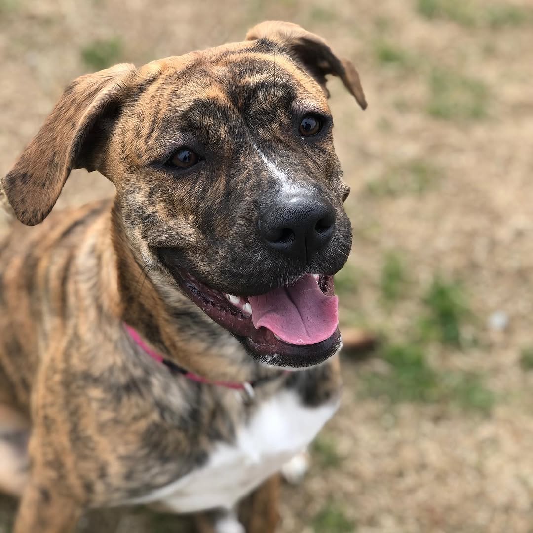 Hera