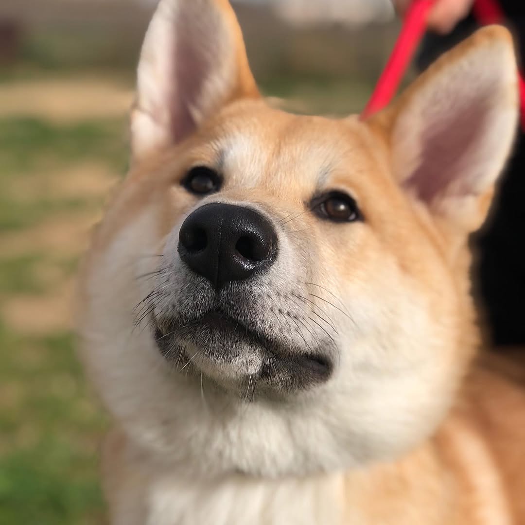 Kai