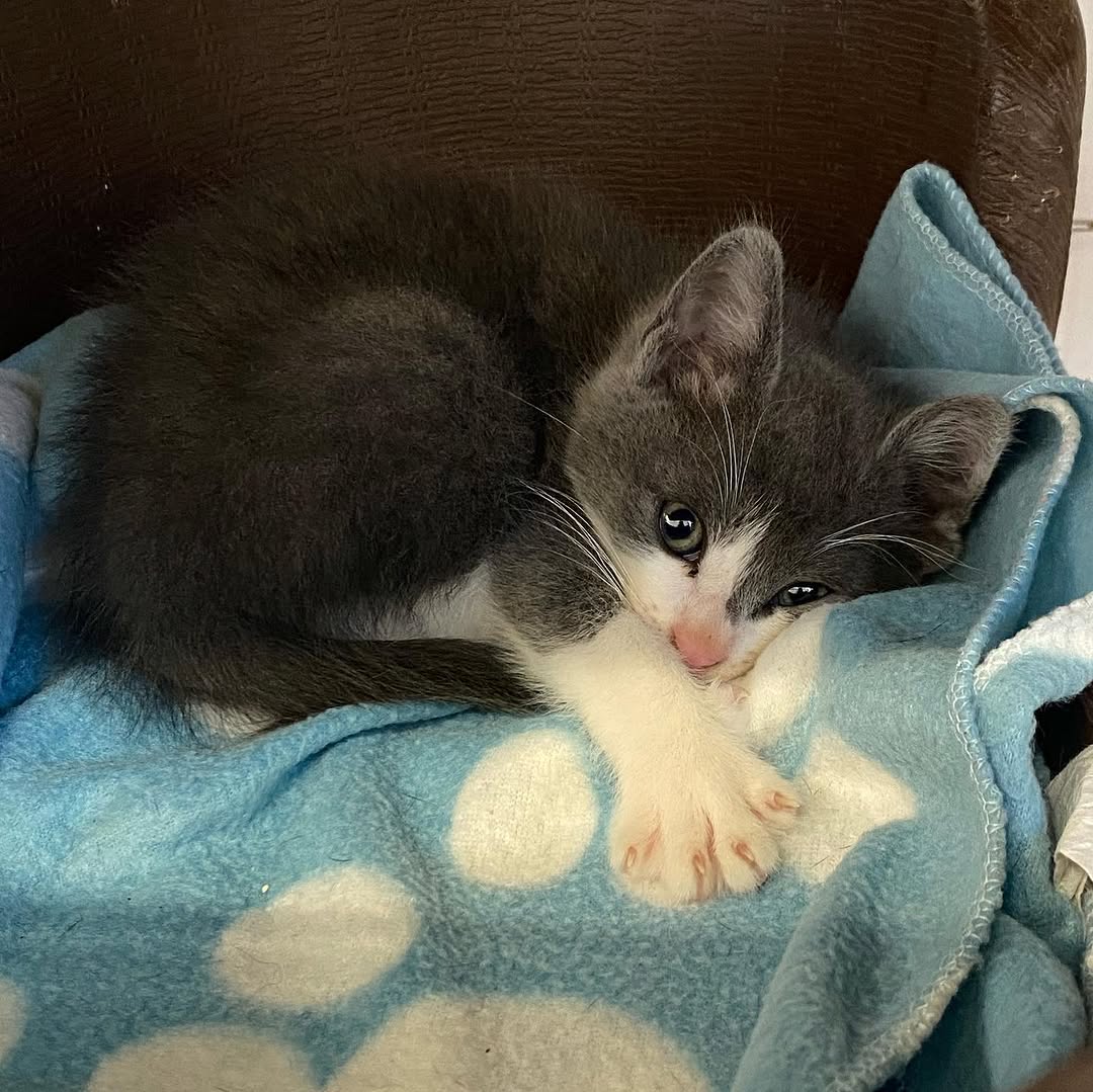 Kiwi 2