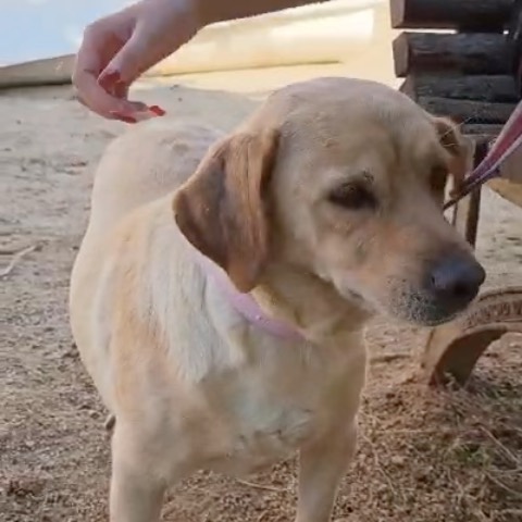 Lassie 3