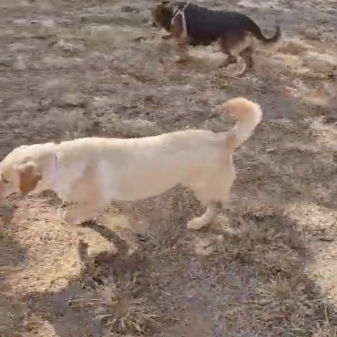 Lassie 4
