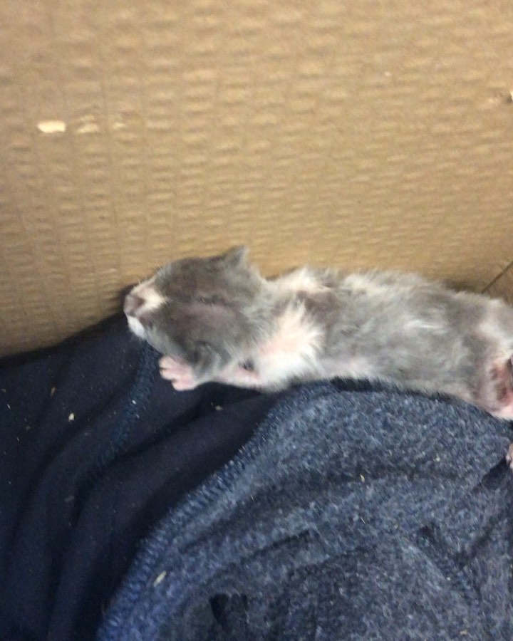 Lluna