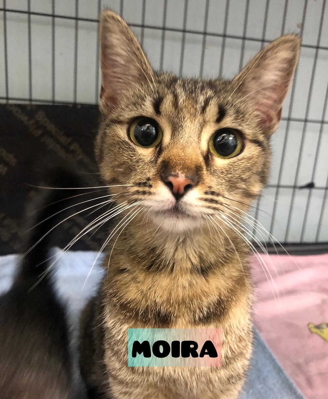 Moira 3