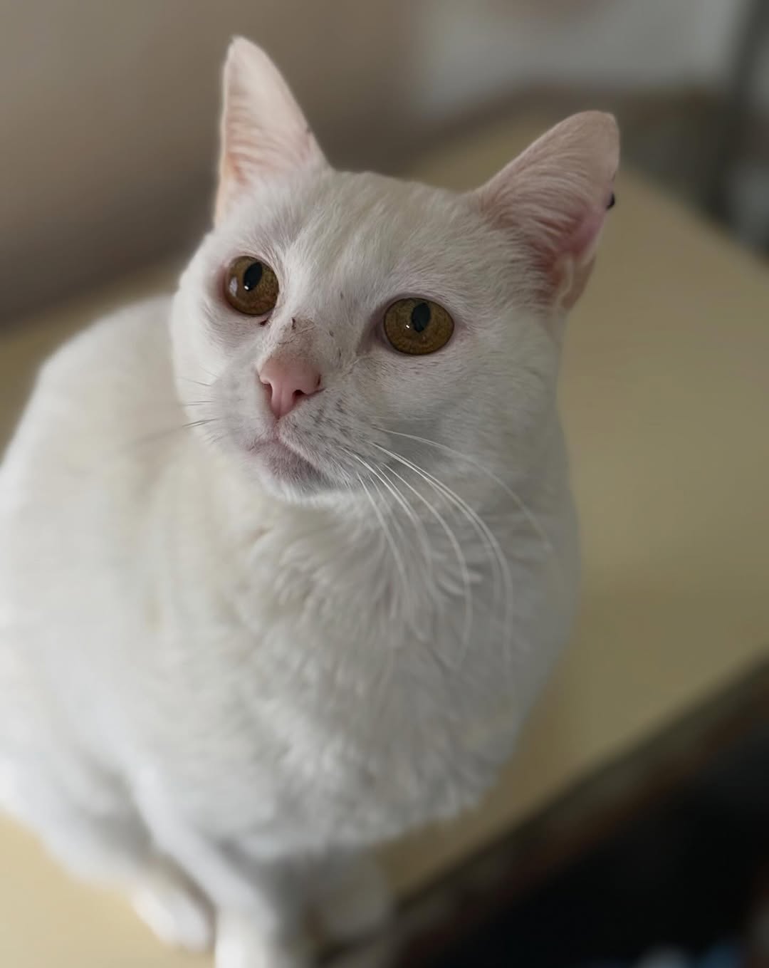 Nata