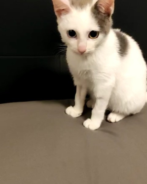 Neko 2