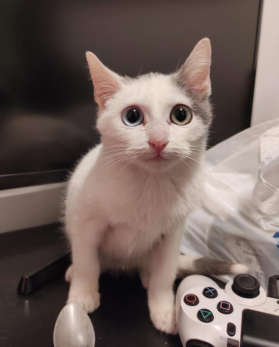Neko