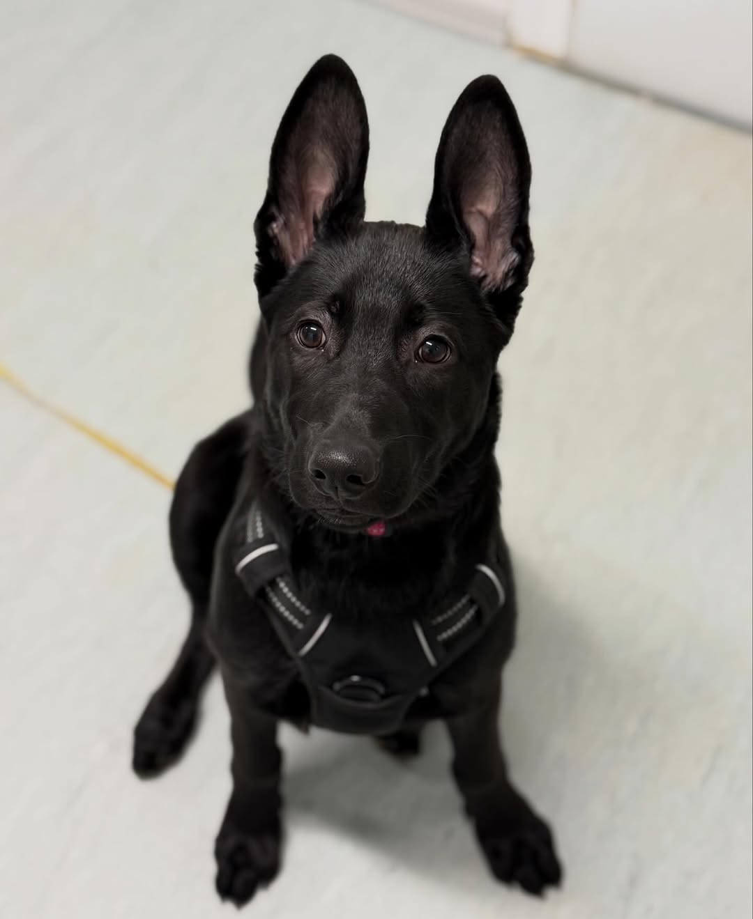 Onyx