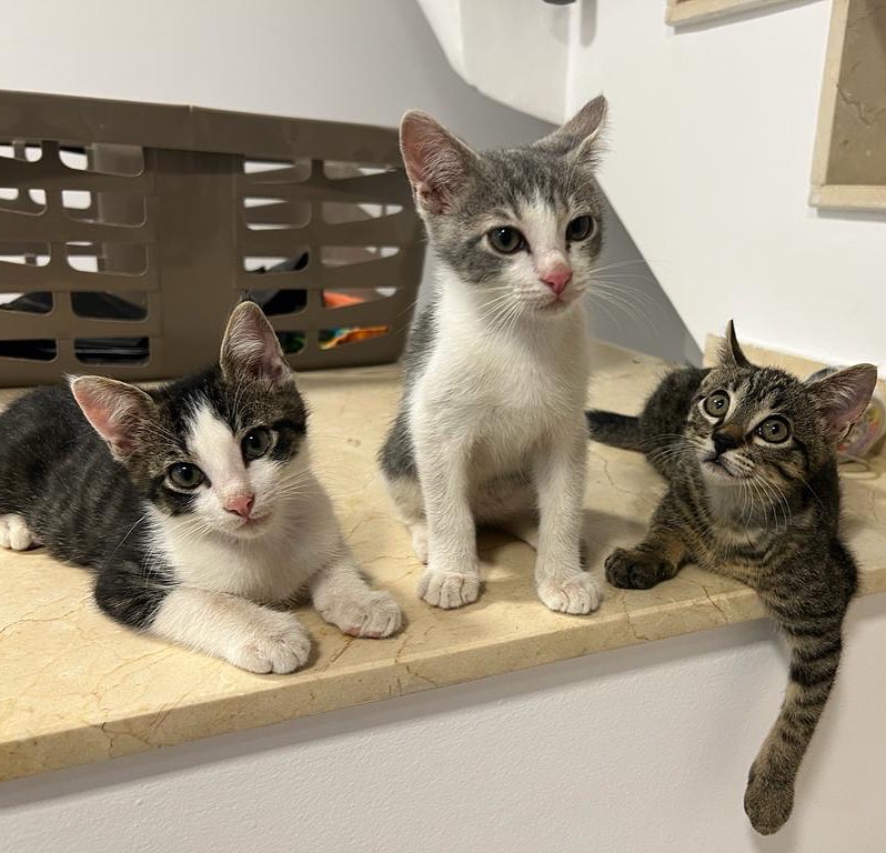 Oreo