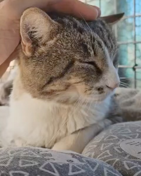Pablito 2