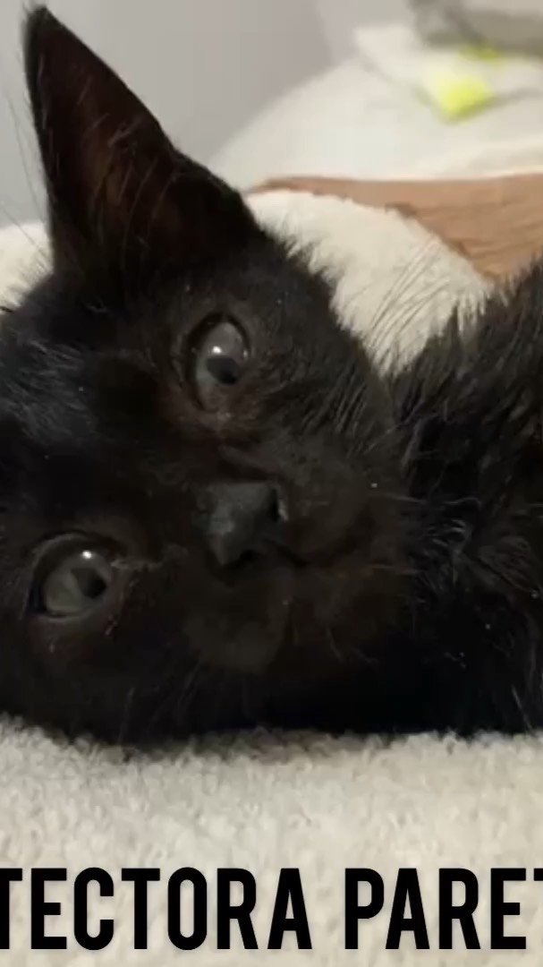 Paloma