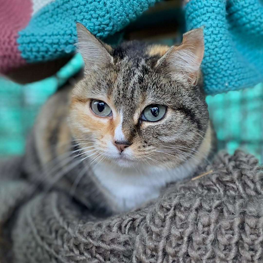 Perla