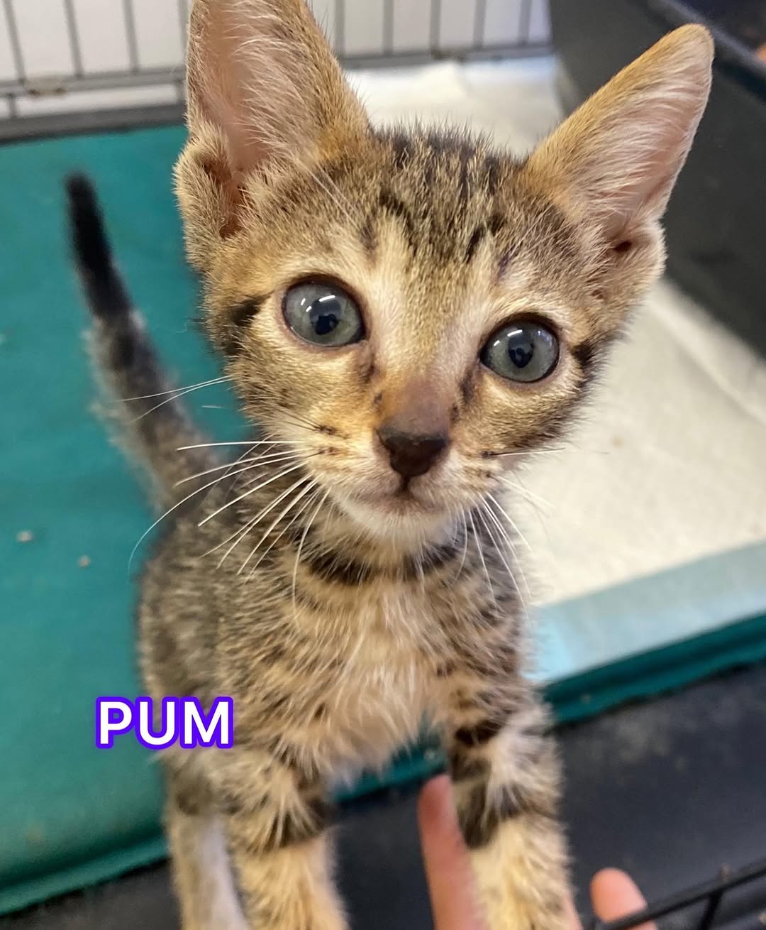 Pum 3