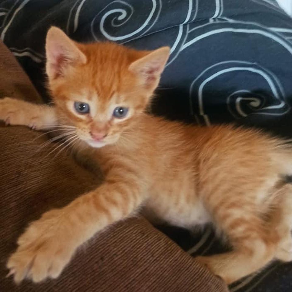 Shiva
