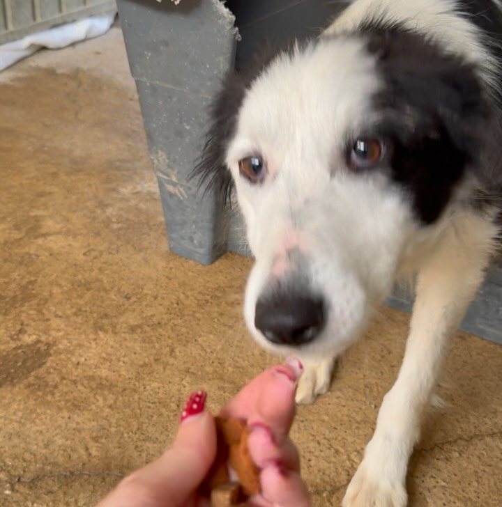 Tula 3