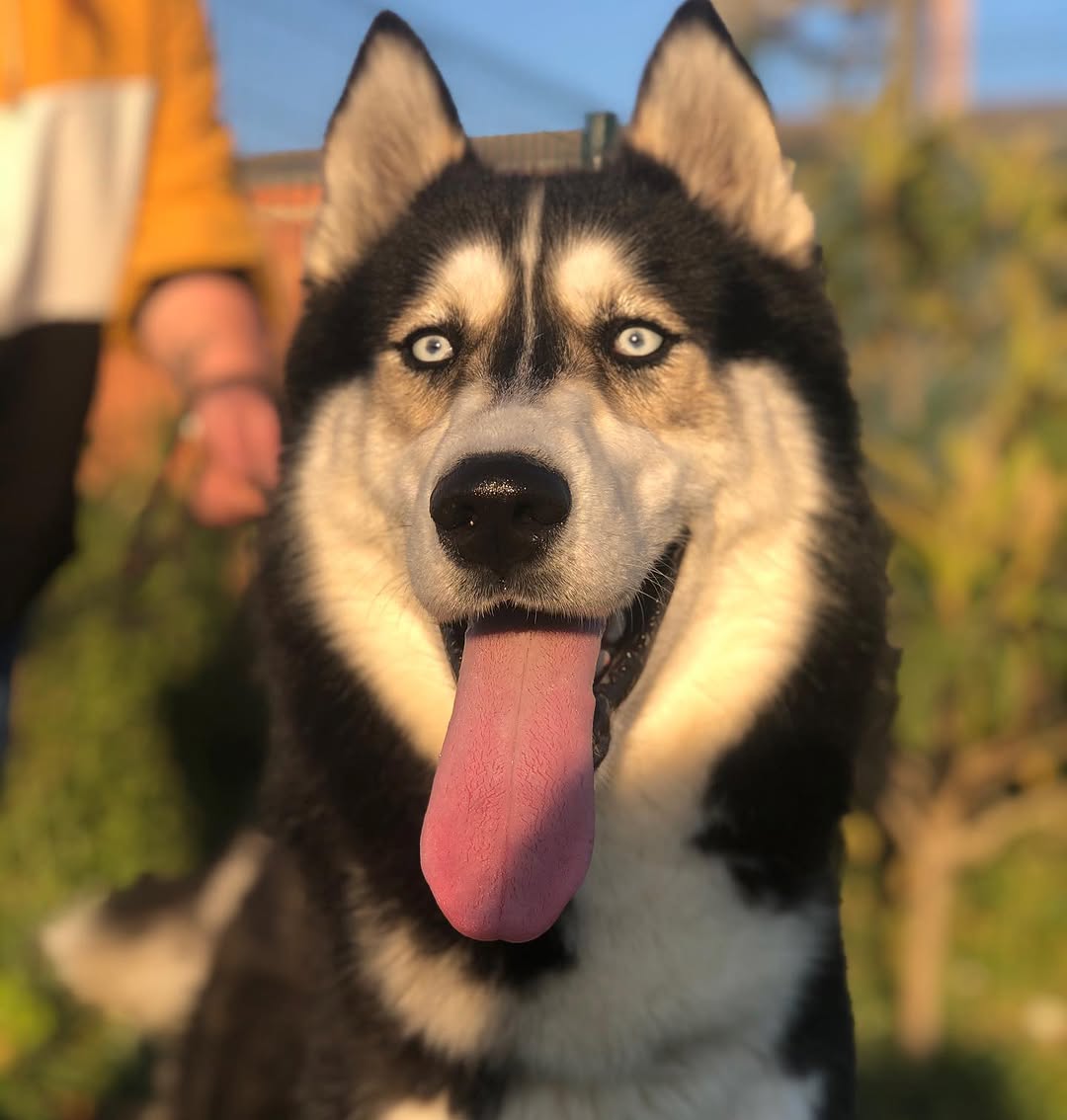 Zeus 2