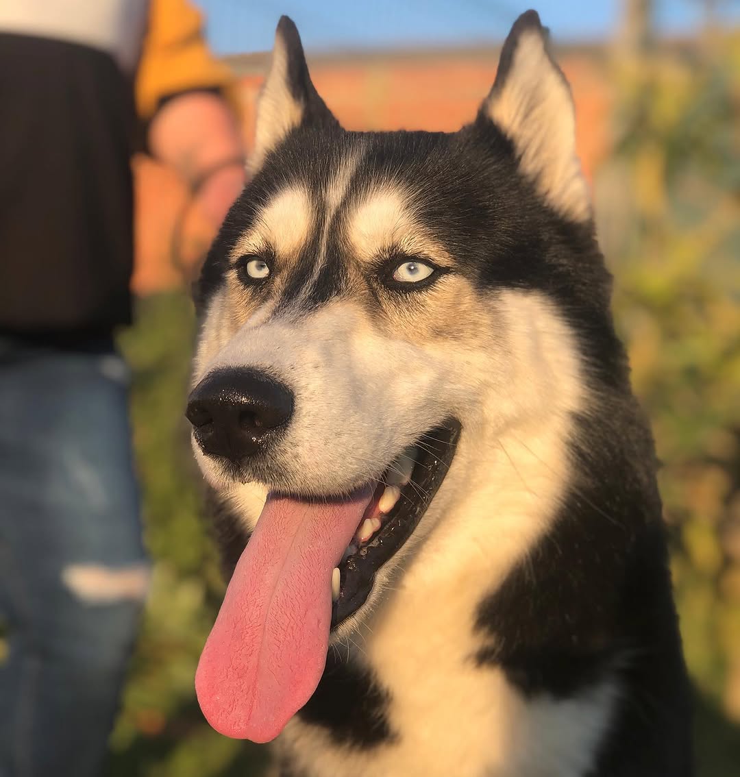 Zeus 3